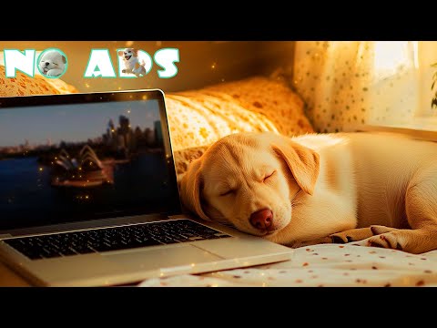 Видео: 💖 12 часов лечебной музыки для собак🎶 Расслабляющая фоновая музыка для снятия стресса у собак | Зв