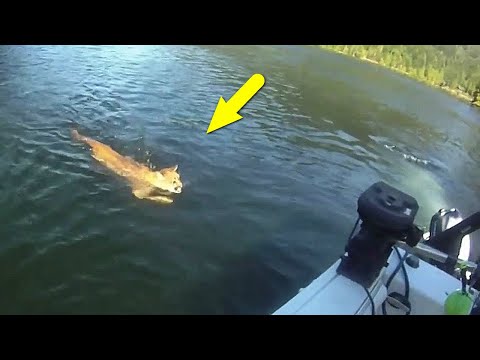 Видео: Неожиданные встречи с хищниками, снятые на камеру. Часть 2