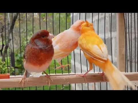 Видео: Купил Кенаров на ярмарке! Обзор большой клетки.Особенности кормления цветных канареек !