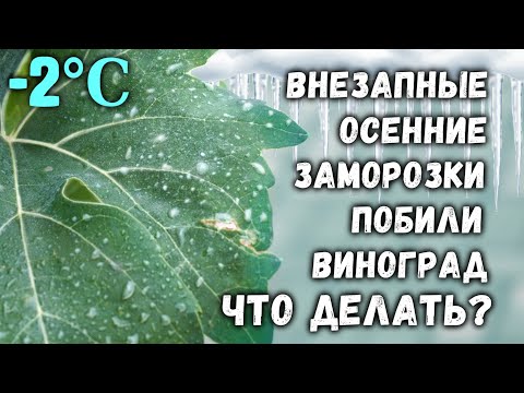 Видео: Внезапные осенние заморозки побили виноград - Что делать?