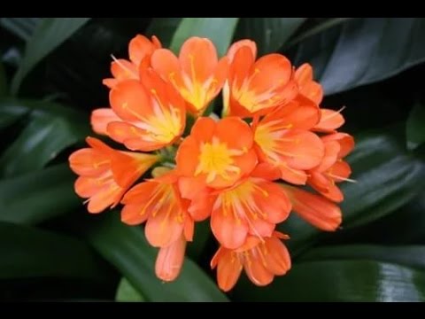 Видео: КЛИВИЯ//Как ухаживать для повторного цветения