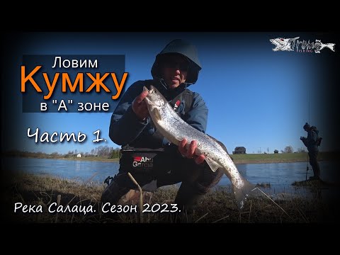 Видео: Ловим кумжу на реке Салаца 2023. Часть 1.