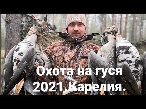 Видео: ОХОТА НА ГУСЯ 2021. Карелия, весна + бонус ГЛУХАРЬ !!! #охотанагуся2021