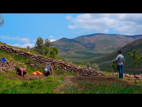 Видео: Выращивание фасоли и картофеля на горе