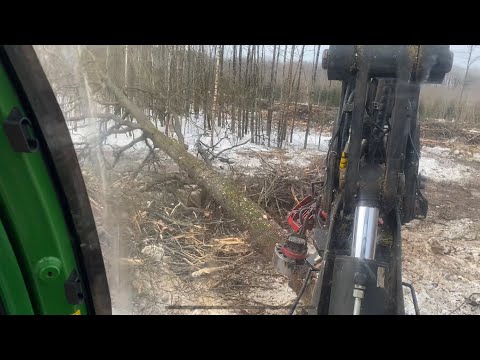 Видео: Осиново-Дубовая делянка 2часть,много лохматого дуба,Поэтапная разработка сложных деревьев