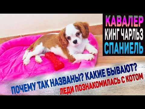 Видео: Кавалер Кинг Чарльз Спаниель. Первый день щенка в доме.