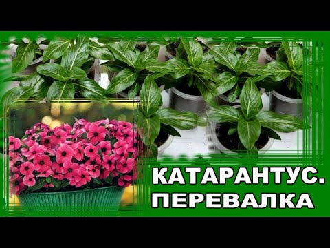 Видео: Будни огородницы/МОЙ ШИКАРНЫЙ КАТАРАНТУС/ПЕРЕВАЛКА/ПЕРЧАТКИ ИЗ СВЕТОФОРА