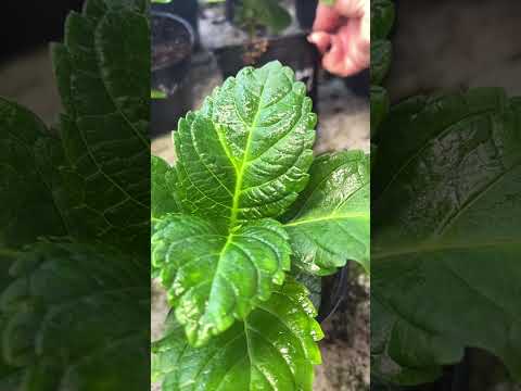 Видео: Новые сорта крупнолистной есть штучно. Ватсап 89029906677