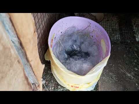 Видео: кролиководство.мастит у крольчихи.что делать.