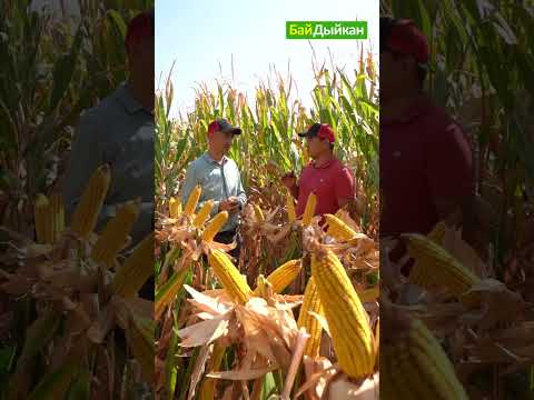 Видео: 🌽Жүгөрүдөн кантип жогору түшүм алам? Кеминдик фермер кеңеши менен бөлүштү