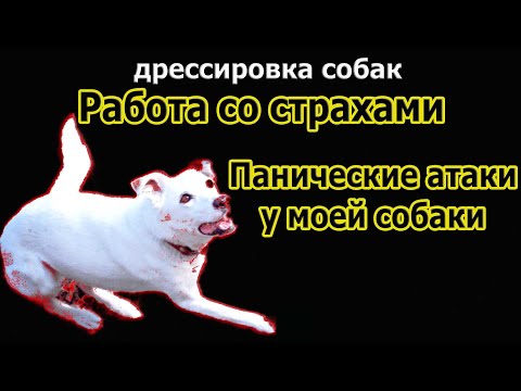 Видео: Дрессировка собак Страх у собаки Собака боится улицы Как убрать страх у собаки Собака боится звуков