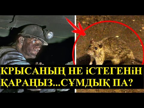 Видео: Шахтёр  көртышқанды аяп тамақ беруші еді ал ол болса......
