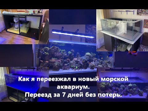 Видео: Как я переезжал в новый морской аквариум. 7 дней без потерь.