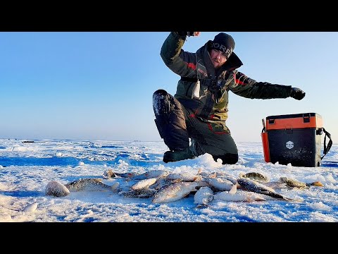 Видео: Глухозимье отменяется! Столько рыбы! Безмотылка. Плотва. Окунь. #dkhunter #безмотылка