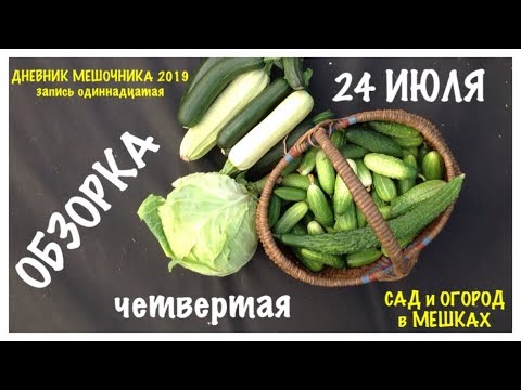 Видео: Мой ОГОРОД в МЕШКАХ. "ОБЗОРКА" четвертая от 24 июля.ДНЕВНИК МЕШОЧНИКА 2019.Запись 11.