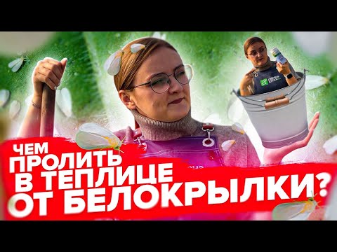 Видео: КАК ОБРАБОТАТЬ ТЕПЛИЦУ ОТ БЕЛОКРЫЛКИ И БОЛЕЗНЕЙ ОСЕНЬЮ?