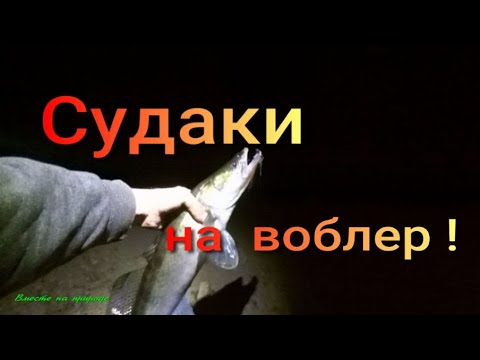 Видео: СУДАКИ НА ВОБЛЕР ! ПОПАЛИ НА РАЗДАЧУ ! СУПЕР РЫБАЛКА ! #рыбалка  #спиннинг  #судак