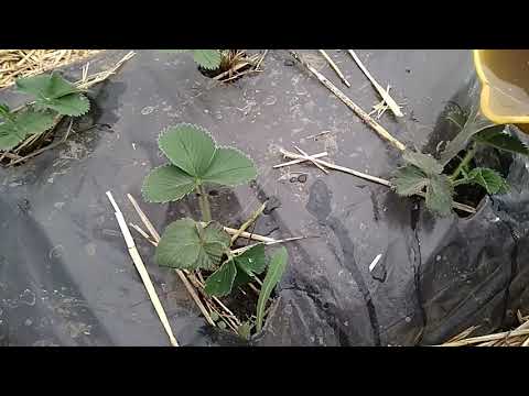 Видео: Куриный помёт для клубники. Как правильно разводить куриный помёт для подкормки растений.
