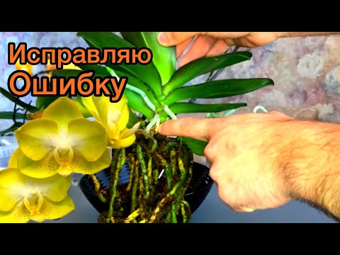 Видео: НЕ Сажайте Орхидеи в ЭТОТ Грунт. ВЫТРЯХИВАЮ и ПЕРЕСАЖИВАЮ.