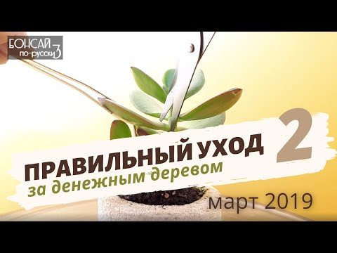 Видео: Денежное дерево | Толстянка | Крассула — уход в домашних условиях. Часть 2 | Март 2019