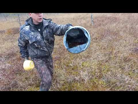 Видео: Очень быстрый способ сбора клюквы!!!20 минут ведро🙂👍