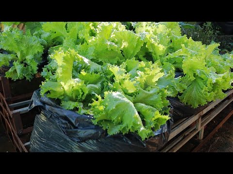 Видео: Как легко вырастить зеленые овощи дома