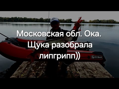 Видео: Московская область. Ока. Щука разбирает липгрипп по частям))