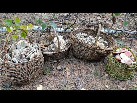Видео: ЗАШЁЛ В ОСЕННИЙ ЛЕС. КАК ВСЕГДА ПОЛНЫЕ КОРЗИНЫ ГРИБОВ.