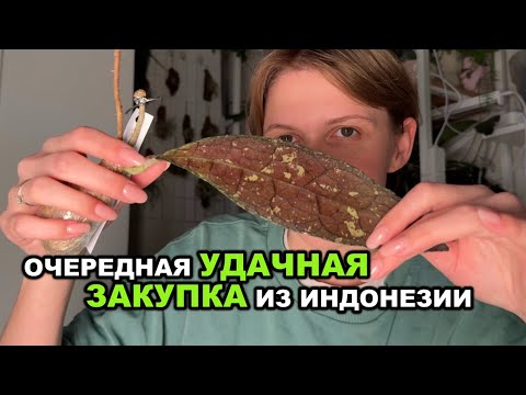 Видео: ХОЙИ из ИНДОНЕЗИИ | МИНИ-РАСПАКОВКА