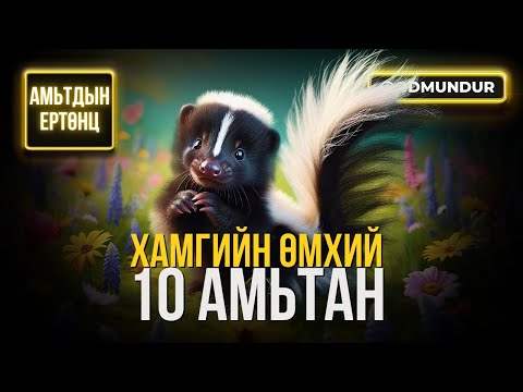 Видео: Хамгийн өмхий 10 амьтан - АМЬТДЫН ЕРТӨНЦ