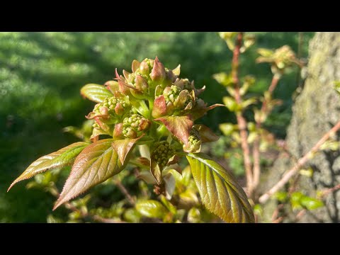 Видео: ПЛЕТИСТЫЕ ГОРТЕНЗИИ. Обзор сортов в моем саду 26.03.24.