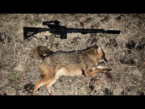 Видео: Результативные выстрелы сезонов 2023-2025. Прицел Iray Saim SCT 35 v.2. Часть вторая.