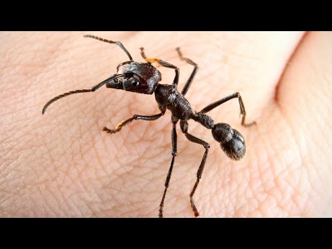 Видео: МУРАВЕЙ ПУЛЯ - насекомое с очень сильным укусом! Колония муравьев против жуков, гусениц и даже змей!
