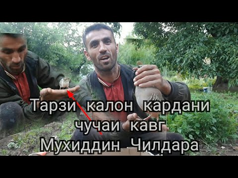 Видео: Чучаи  кавг  тарзи  калон  кардан  ина  бинен Мухидин  Чилдара