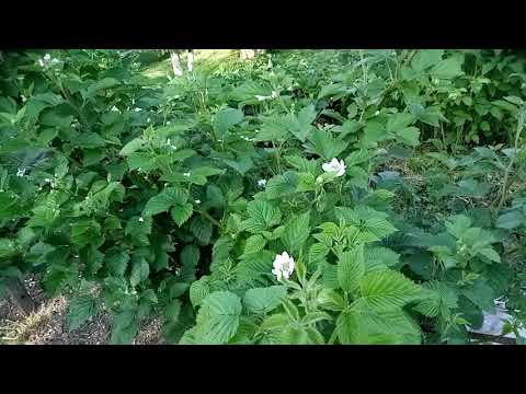 Видео: Ежевика, цветение 2021