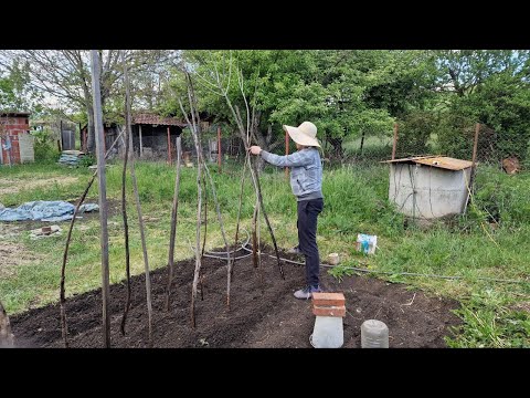 Видео: Насадихме Фасул и Царевица!!!