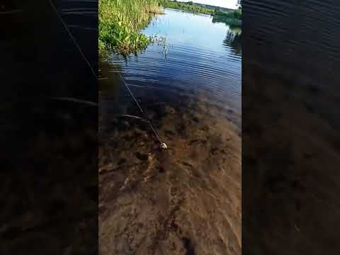 Видео: р. Битюг  первый заброс на новом месте .