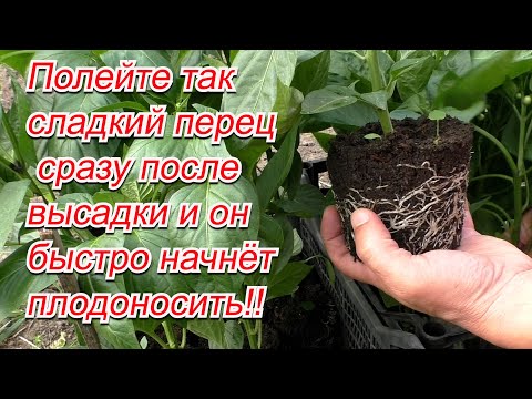 Видео: Сажаем сладкий перец. Чем полить перец для быстрого роста после высадки.