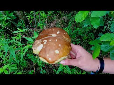 Видео: Сбор грибов и приготовление поморского грибного супа - грибовницы