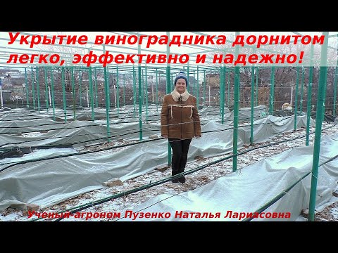 Видео: Зимнее укрытие виноградников дорнитом- легко, надежно и просто! Факторы зимостойкости, фазы закалки