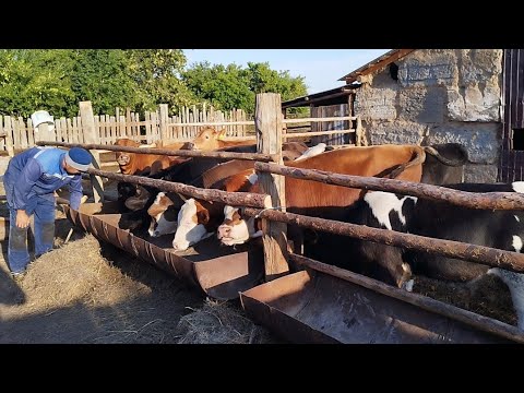 Видео: Бұзаулар.... Бордақыға  дайындық