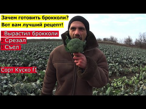 Видео: Простой рецепт брокколи вырастил,срезал,съел! Выращивание брокколи в поле сорт куско f1