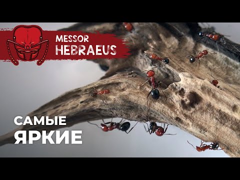 Видео: ЗАСЕЛЕНИЕ САМЫХ ЯРКИХ ЖНЕЦОВ В НОВЫЙ ФОРМИКАРИЙ | Messor hebraeus