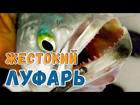 Видео: Как и где ловить ЛУФАРЯ ?