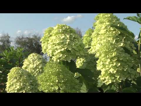 Видео: 🌺ОБЗОР ВЗРОСЛЫХ ГОРТЕНЗИЙ🌺