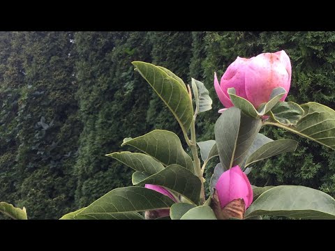 Видео: МАГНОЛИЯ  ЛЕТНЕЕ  ЦВЕТЕНИЕ .РАЗМНОЖЕНИЕ  ОТВОДКАМи