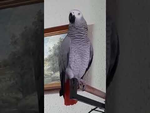 Видео: мама сердится а с неё как с гуся вода.