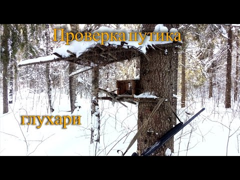 Видео: Проверка путика. Встреча с глухарями.
