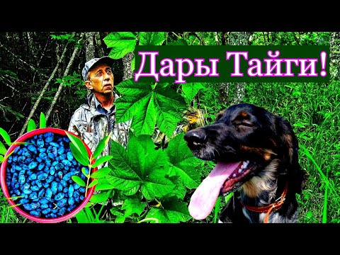 Видео: ЖИМОЛОСТЬ ЯГОДА в НЕПРОХОДИМОЙ ТАЙГЕ Трудная. Заготовка жимолости на зиму.
