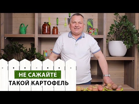 Видео: Мы ЗНАЕМ, чем болеет ВАШ картофель (гайд по болезням)